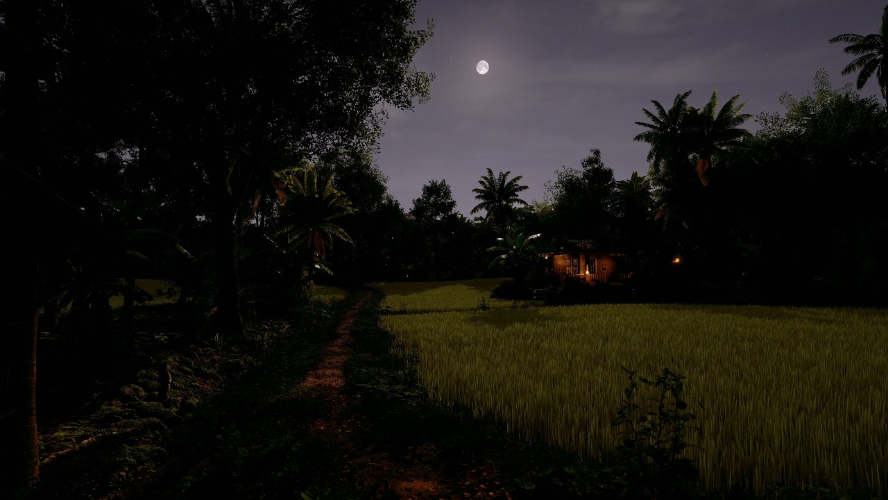 Paddy Fields Ambience | Tropical Summer Sounds ( Wind, Crickets, Cicadas, and Frogs) at Night