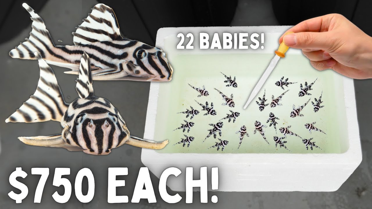 BREEDING Zebra Plecos - End of Season Update