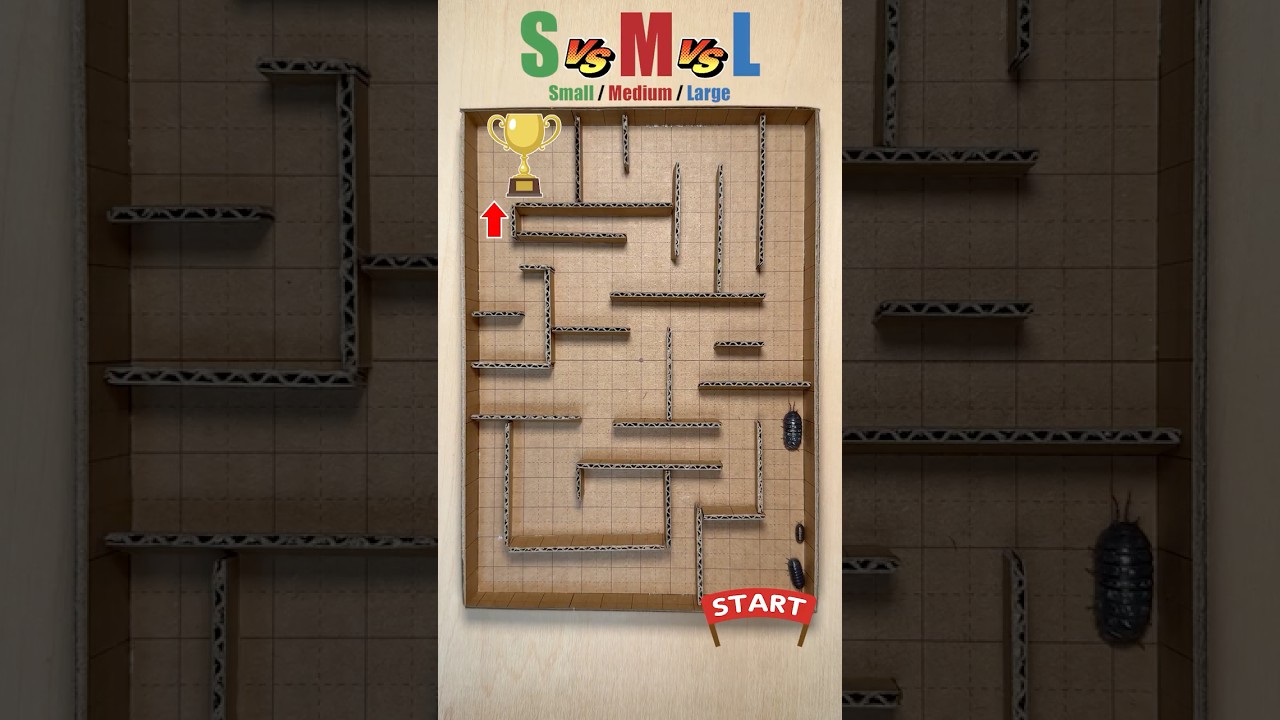 S vs M vs L Pill Bug Maze! Does size matter for IQ? 🧠 