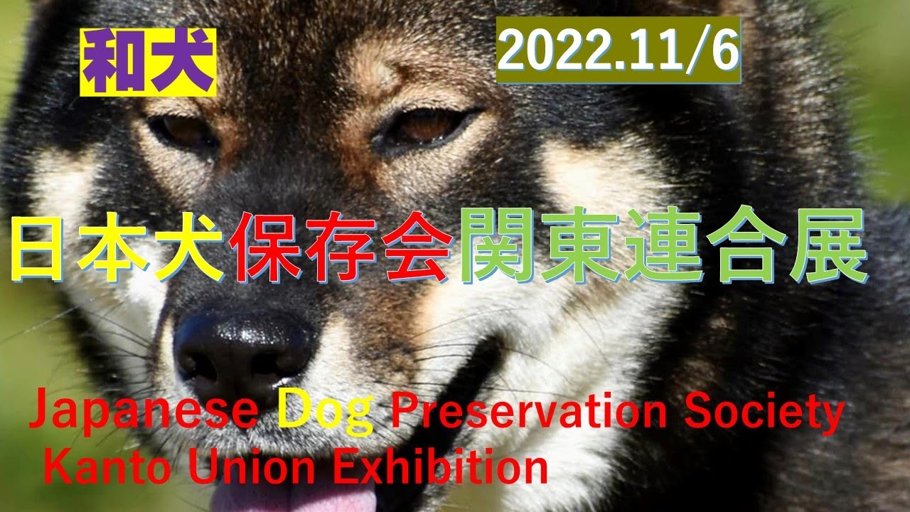 日本犬保存会関東連合展（wonderful japanese dog）【Samurai dog TV】