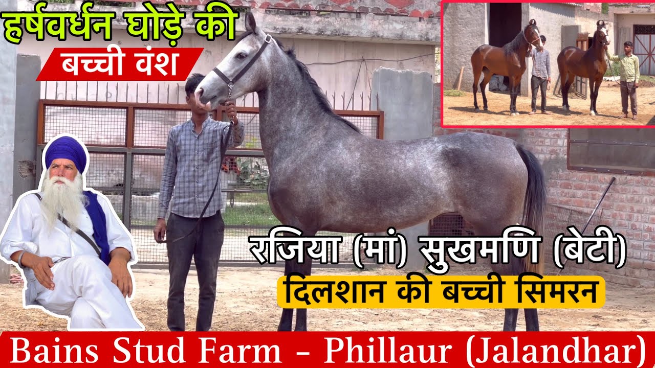 डीएनए वाले घोड़ों की कीमत तो देनी पड़ेगी हर्षवर्धन घोड़े की बच्ची वंश ! (7692801984)