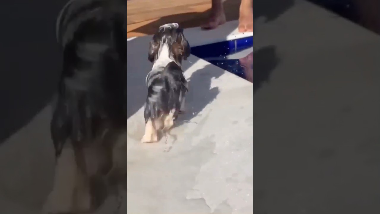 Puppy falls into pool twice.