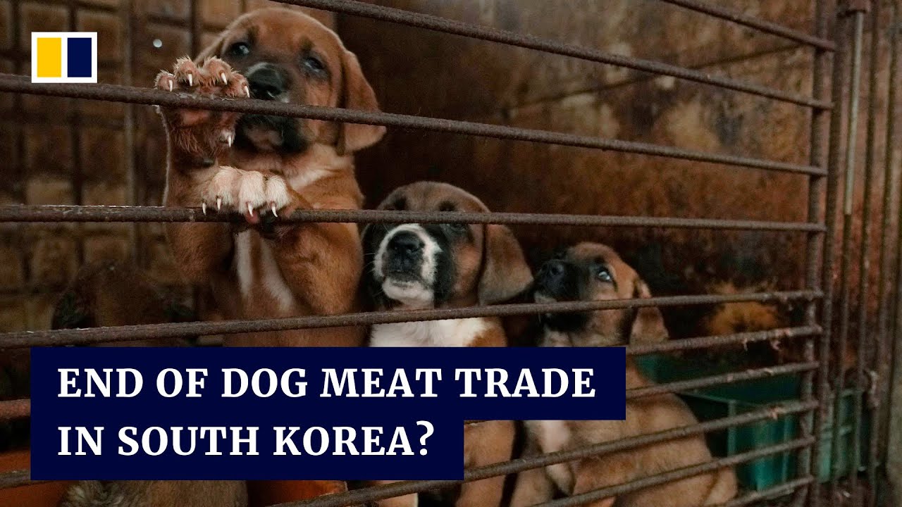 South Korean dog meat farmers push back against consumption ban