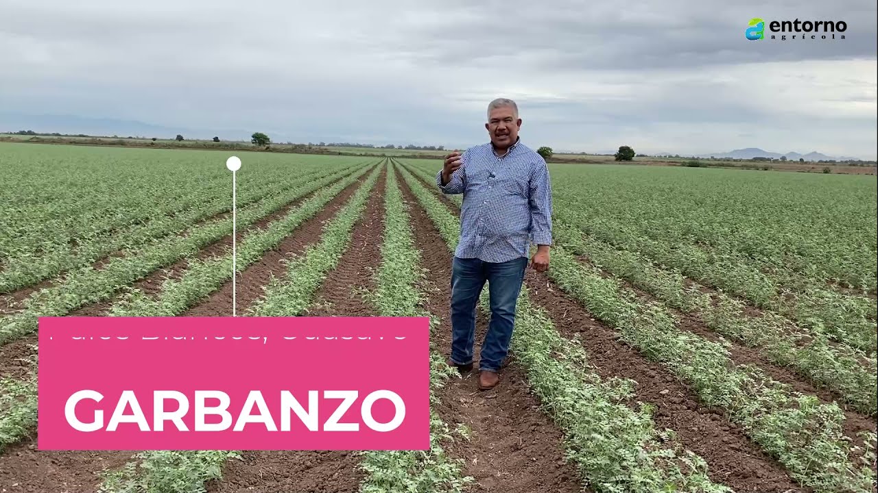 Cultivo de garbanzo en Guasave, Sinaloa