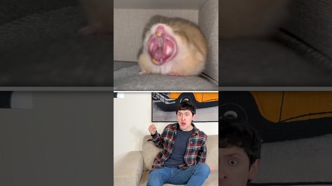 Como bostezan los animales 🥱 