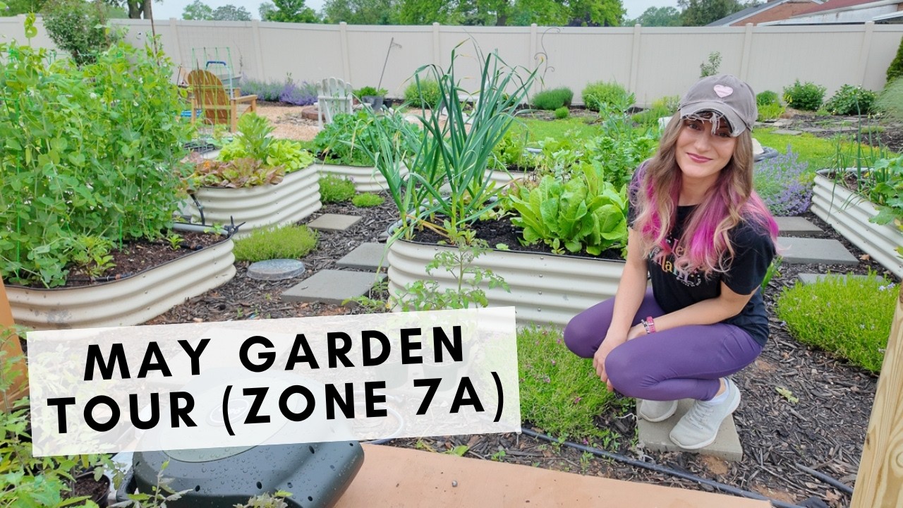 My May garden tour...here's what's growing in Maryland zone 7A!