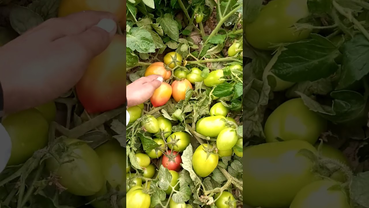 Tomato hybrid Variety |Tomato farming in Pakistan | Tomato #tomato #viral #pakistanifarmer