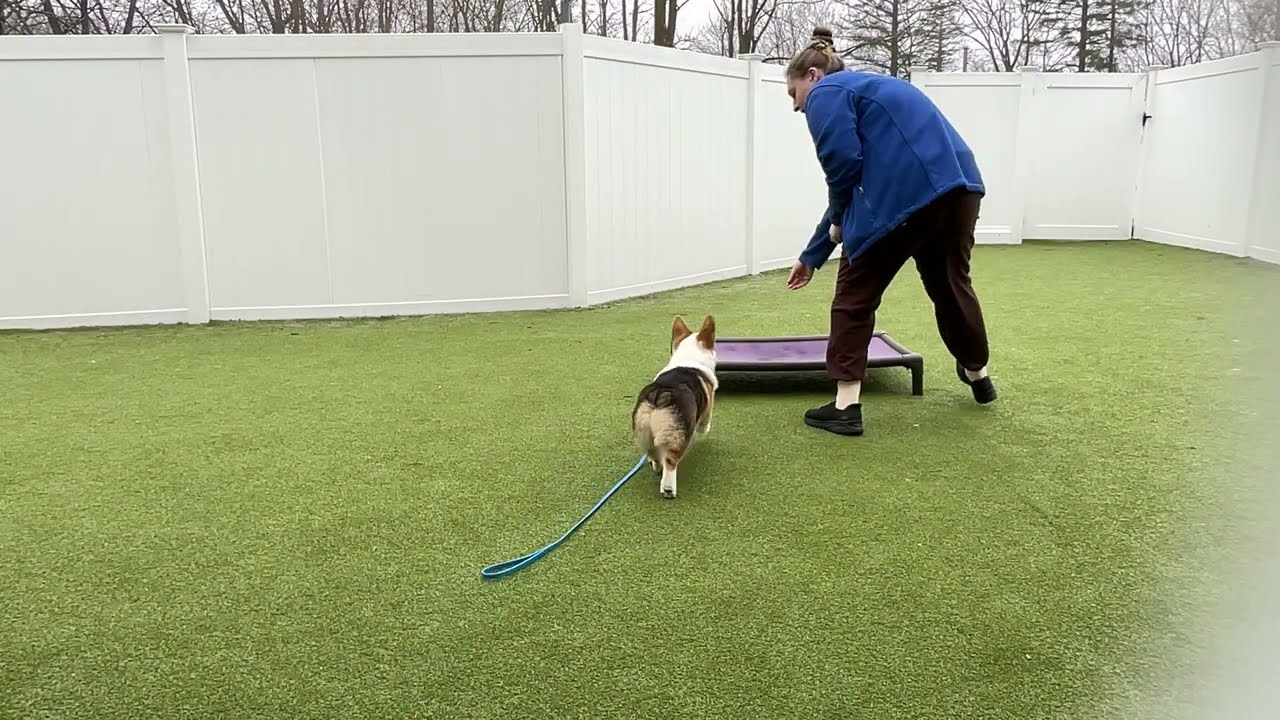 Miso- Working on place, sit, down, come, and look