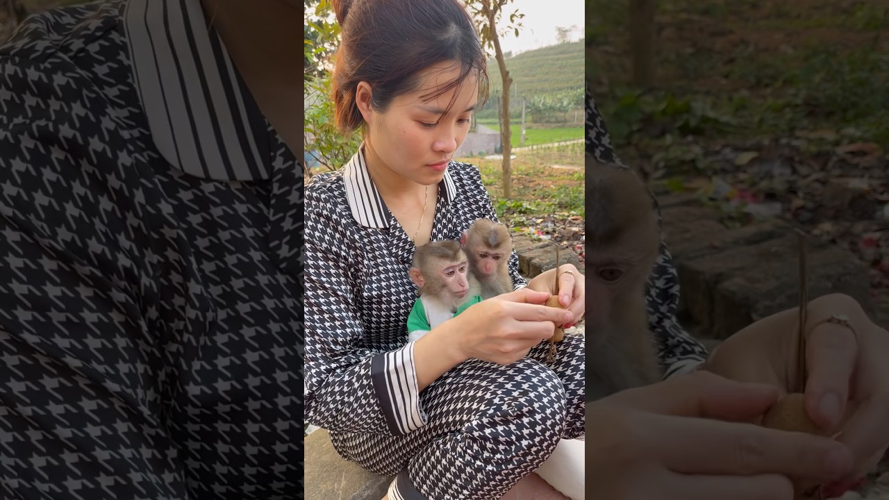 Two baby monkeys are sitting and eating fruit with their mother.