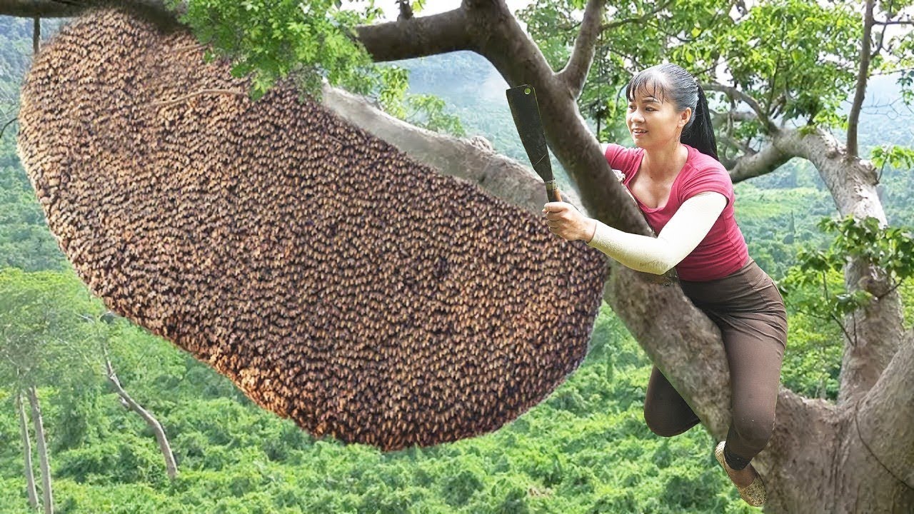 Khoảnh Khắc Nghẹt Thở Khi Leo Cây Cao 50 Mét Để Bắt Ong Rừng!