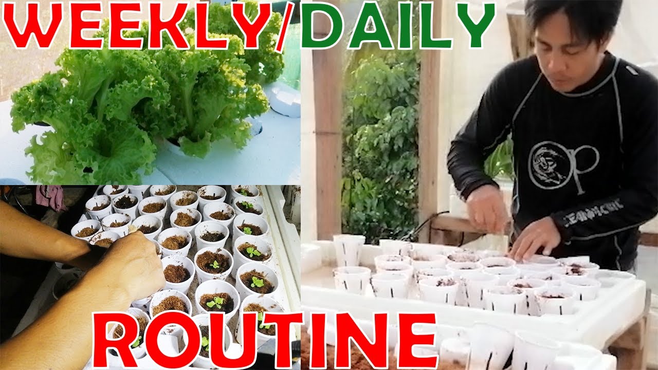 Hydroponic Farming - Day/Week In A Life Of A Lettuce Farmer
