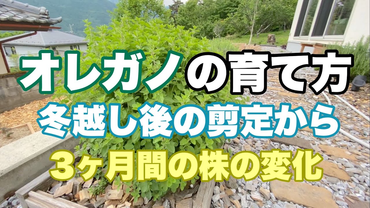 【オレガノ】冬越し後の剪定から３ヶ月後の様子のまとめ。