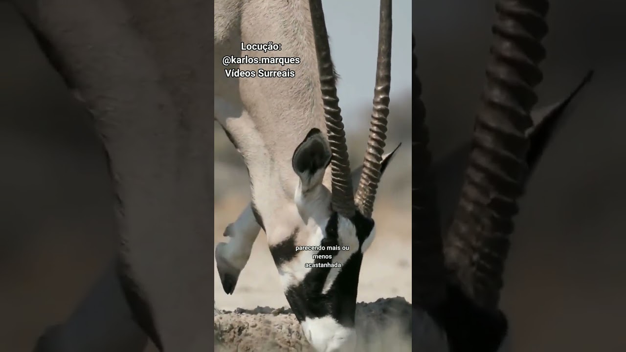 O &oacute;rix do cabo &eacute; um grande ant&iacute;lope africano! 🤓