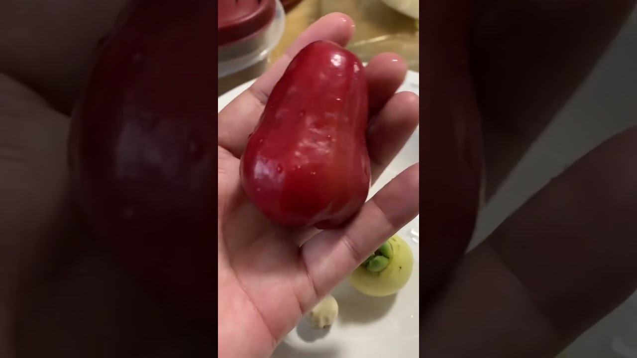 Red Wax Apple Tree