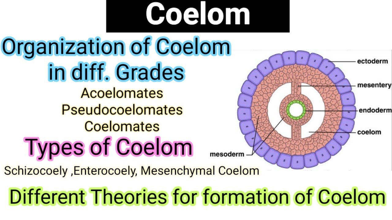 Coelom|Organization of coelom in diff. grades|Types of Coelom|Evolution/Theories|formation of coelom