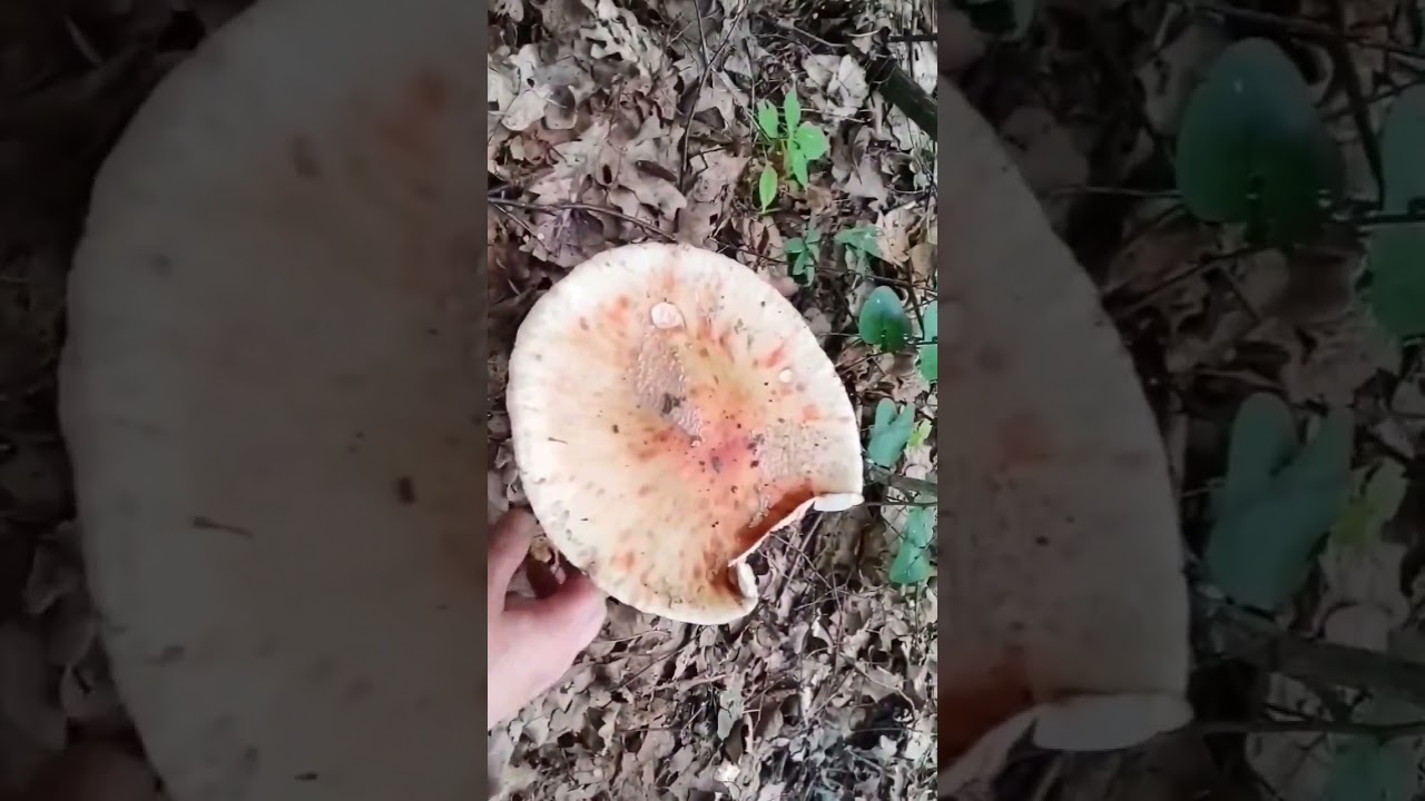 МУХОМОР - ГИГАНТ! Съедобный мухомор Серо-розовый.