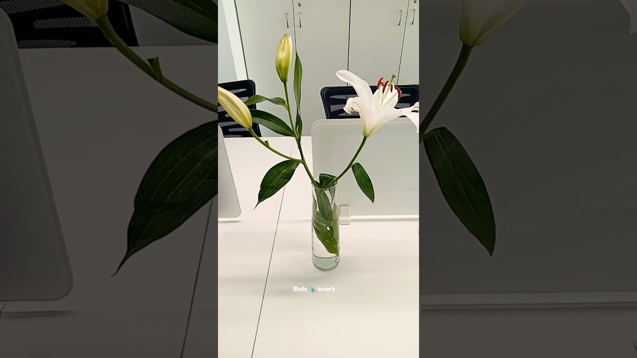 #birds