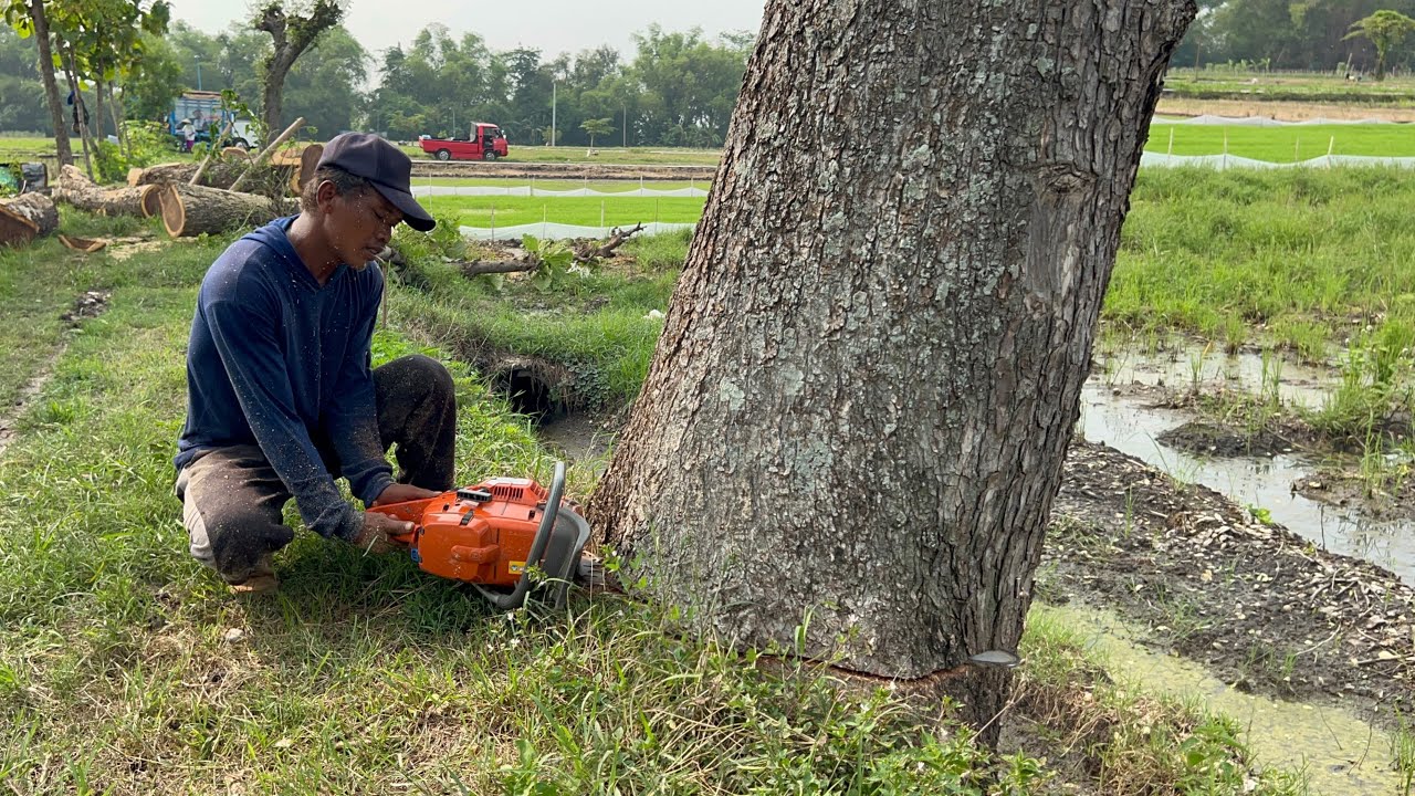 A sweet surprise‼️ Cut down 4 trees in a row in the rice field.