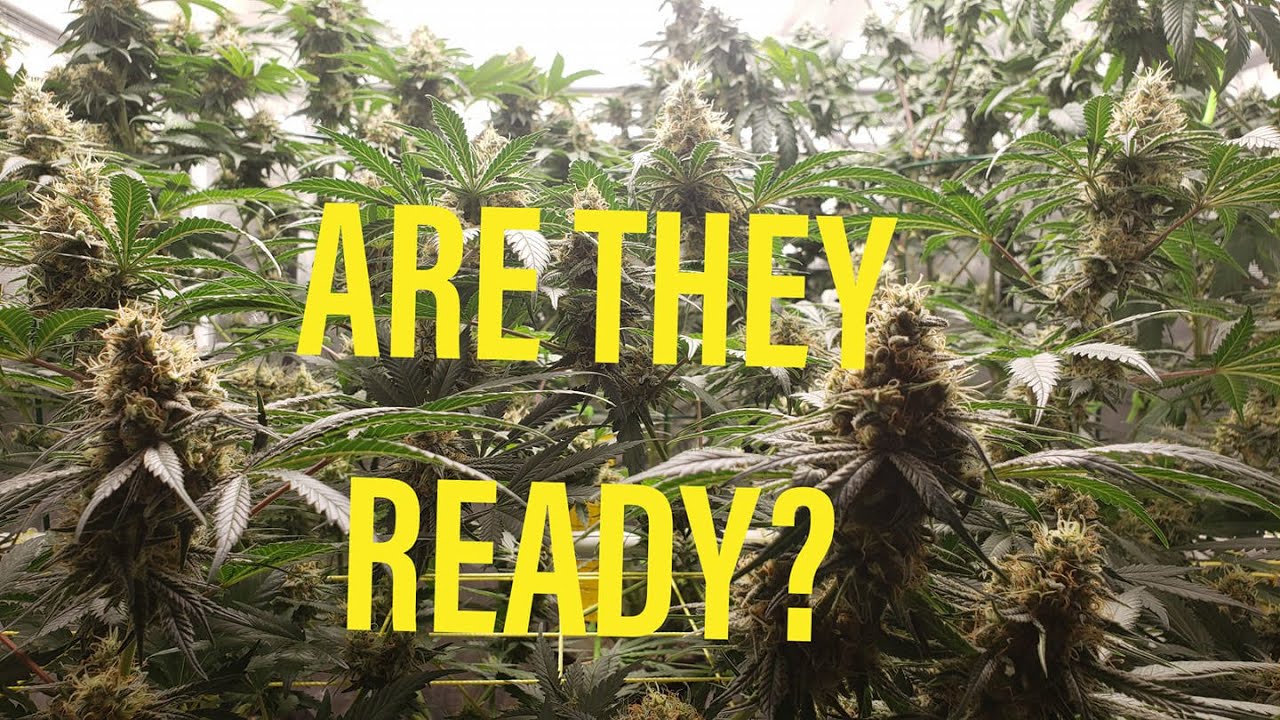 GROW GARAGE - Is The 5x5 NoTill Ready? Week 8 Microscope - w/spiderfarmer sf7000