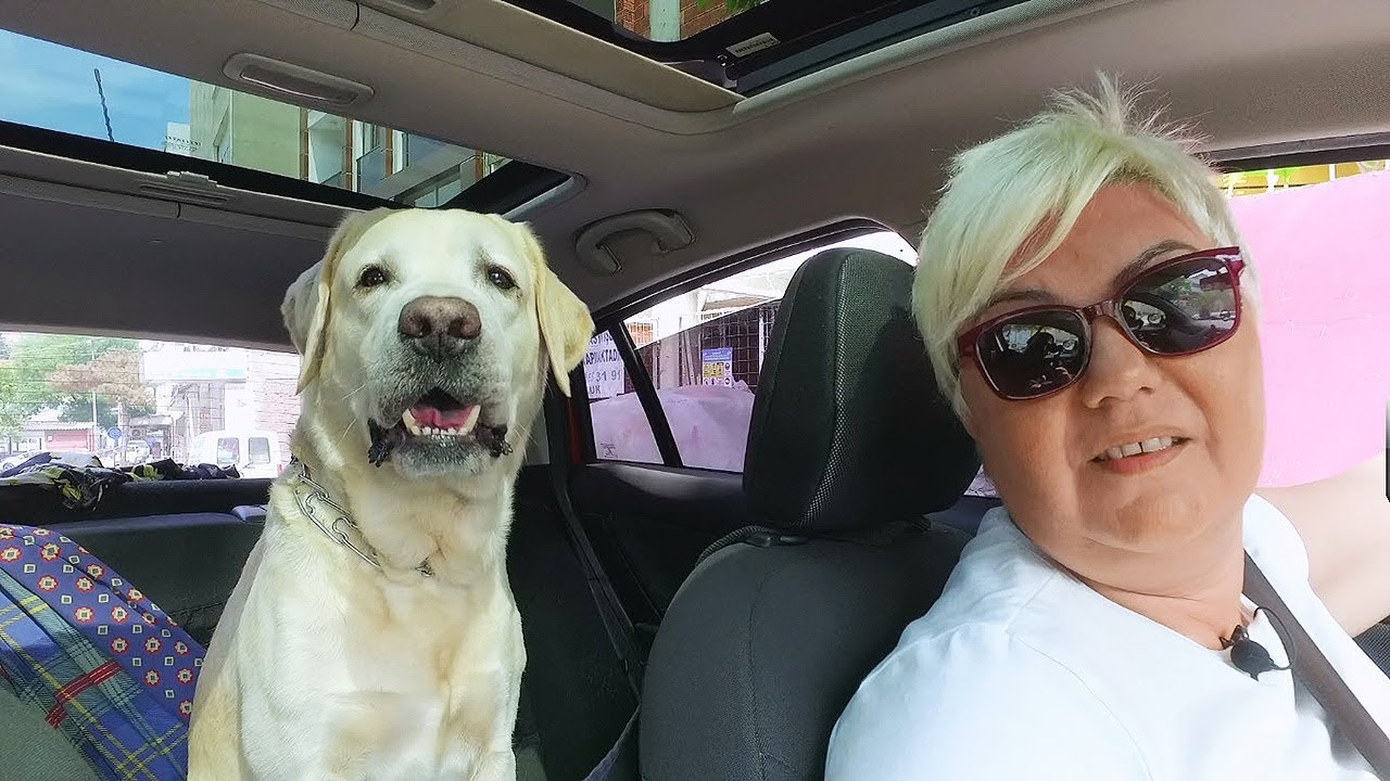Erlişya, Ehrlichiosis, Ehrlichia Canis... Hastalığı nasıl yendik? Ataşehir Veteriner Kliniği