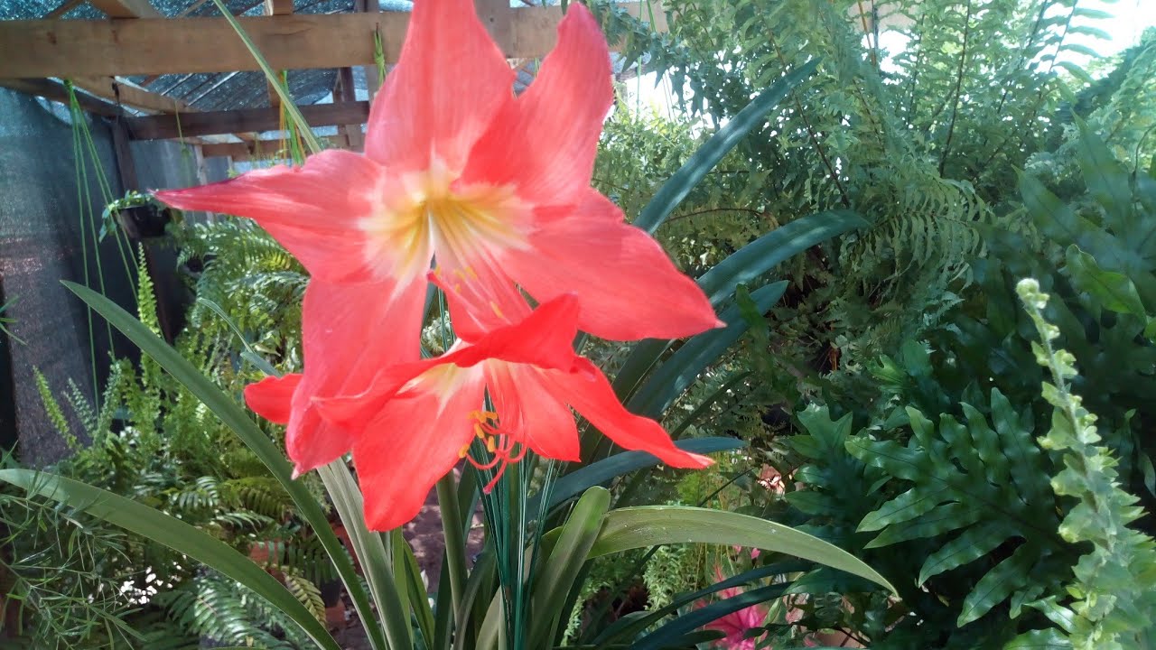 Amarílis_ Como Plantar para ter só flores!!!