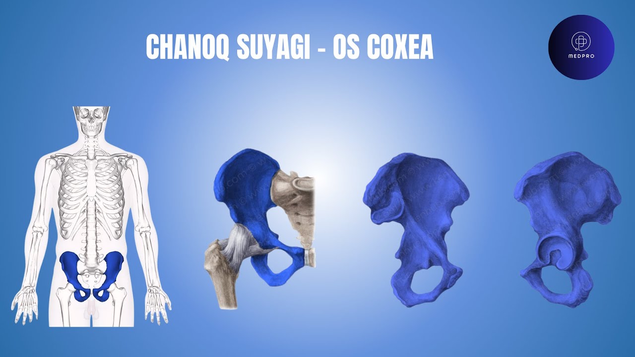 Chanoq suyagi - Os coxae