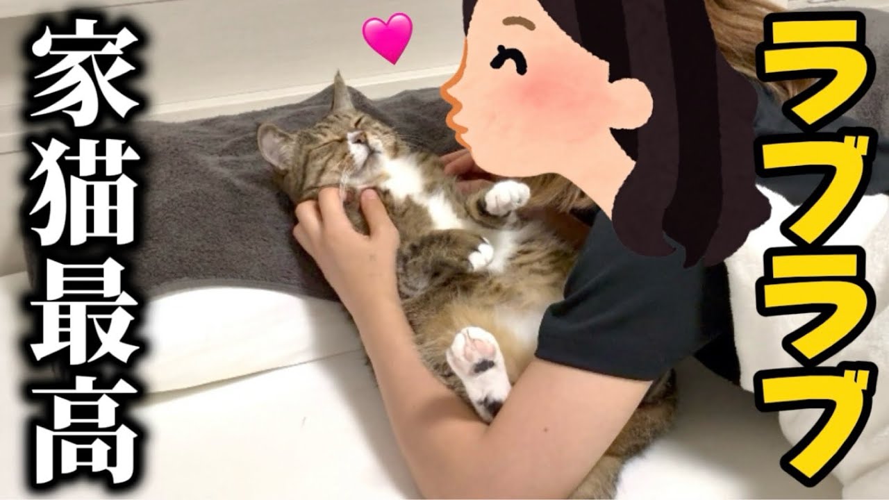 元ボス猫を家族に迎えたら家猫生活を満喫するただのトトロでした