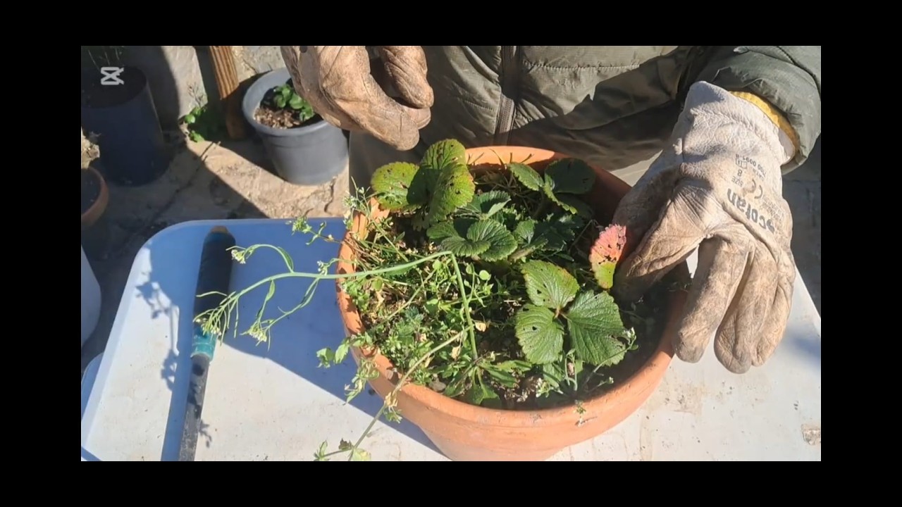 Asi preparo mis fresas tras el invierno