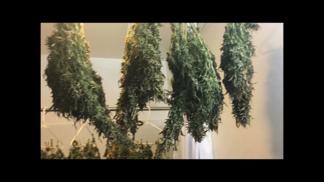 Power Plant Auto Finale by Dutch Passion