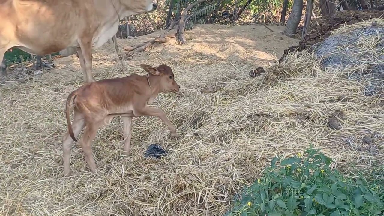 Cow give birth to baby cow...