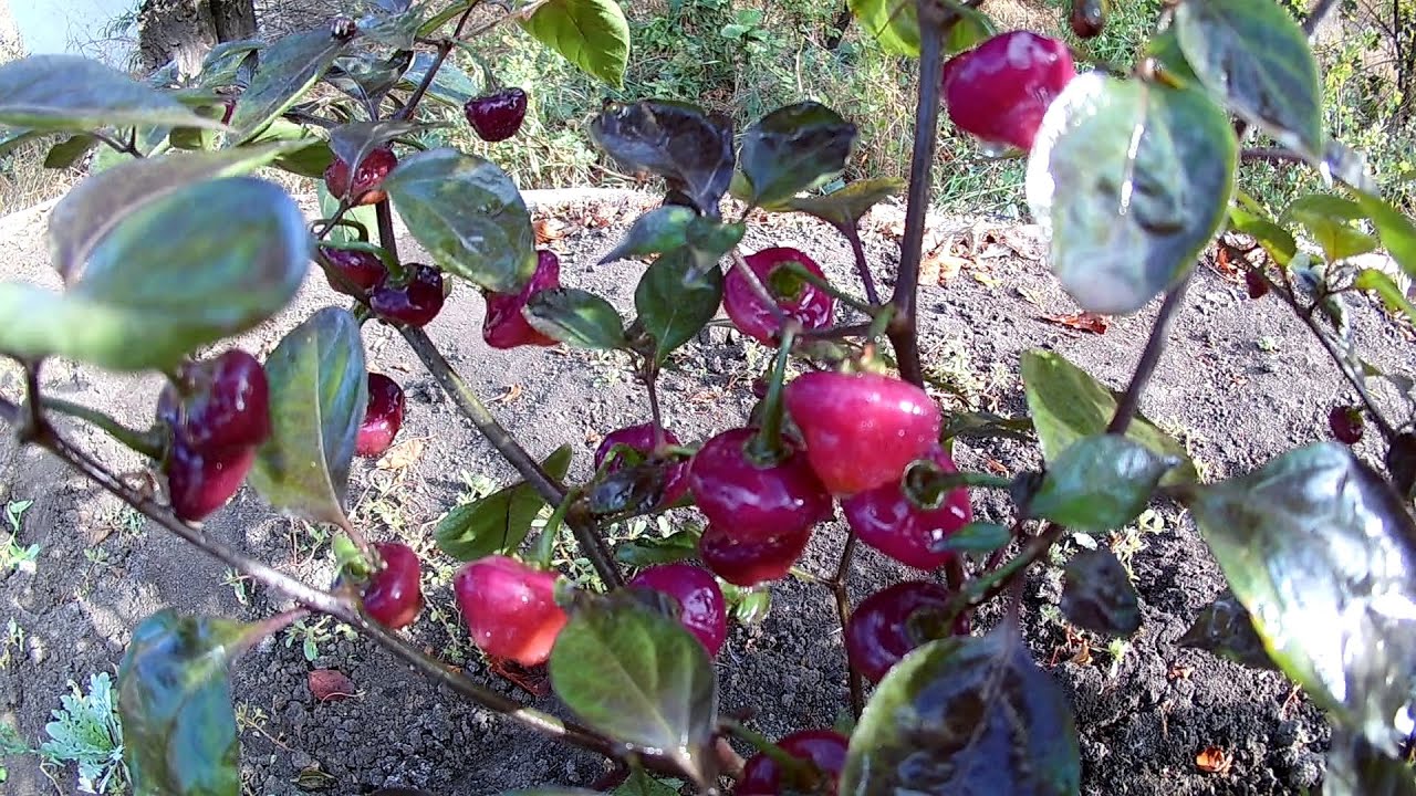 Cheiro Roxa. Сорт острого перца