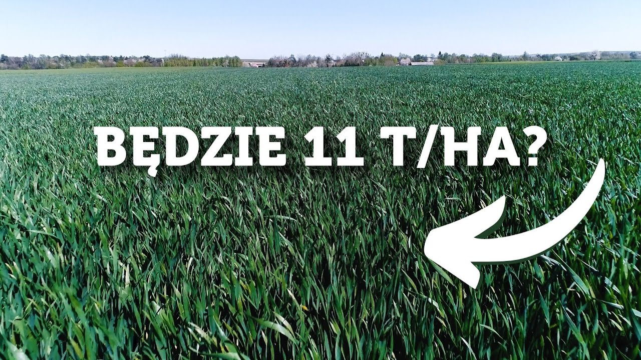 KONDYCJA ZBÓŻ, OCHRONA I ODŻYWIANIE, PROGNOZA PLONÓW - PSZENICA BEZ TAJEMNIC - 