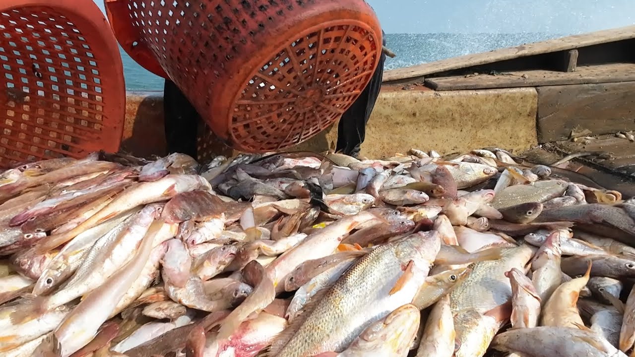 Trúng Mánh Lớn Mẽ Cá Sóc Đỏ Lớn Và Bữa Cơm Cá Đuối Sàu Sa Tế Ăn Thiệt Ngon l Biển Đục