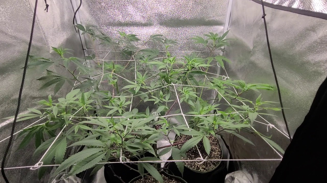 First time using scrog method. 4 inch trellis in a 2.5 x 2.5 tent