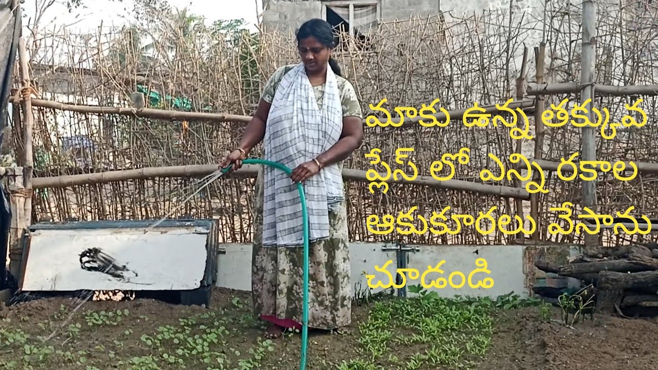 ఈసారి కొత్తగా ఎర్ర పెరుగుతోటకూర విత్తనాలు వేశాను ఎలా ఉన్నాయో చూసేయండి#garden#Telugu#trending#vlogs