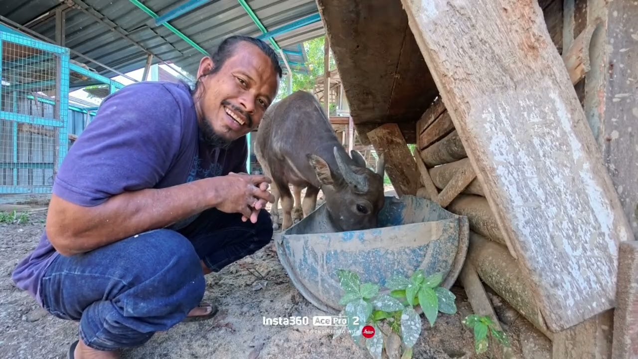 “I feed my buffalo rice flour and feed pellets as part of its daily 