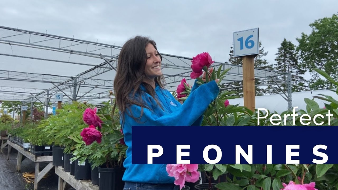 Perfect Peony Varieties❗️