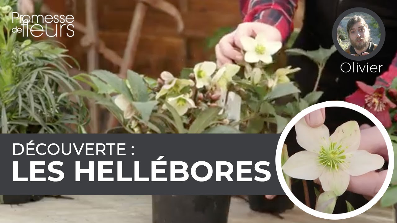 Découverte : les hellébores