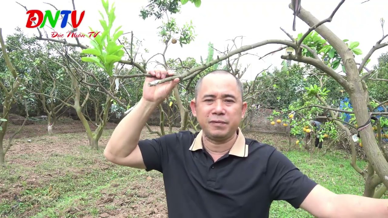MỘT SỐ KINH NGHIỆM CHĂM SÓC CHO CÂY BƯỞI SAU KHI GHÉP MẮT ĐỂ CÂY PHÁT TRIỂN NHANH NHẤT 