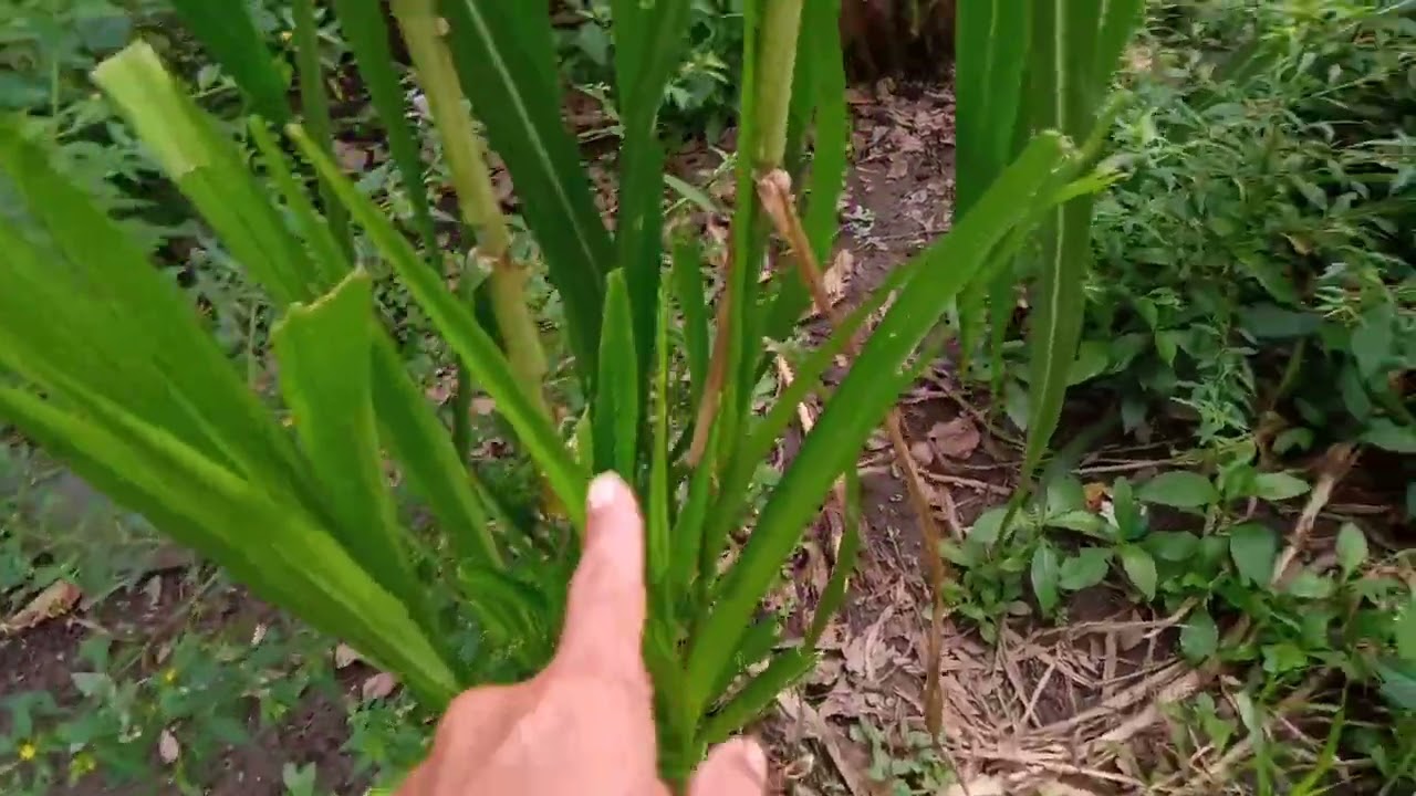 Cek bank pakan rumput gajah.#bredingsapi#suksesternaksapi #pedetsuper#sapibali#rumputgajah#rumput.