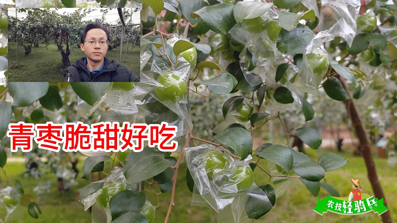 青棗3月修剪矮化，12月底採摘，脆甜好吃，嘎嘣脆，很爽口The jujubes are pruned and dwarfed in March and picked  December