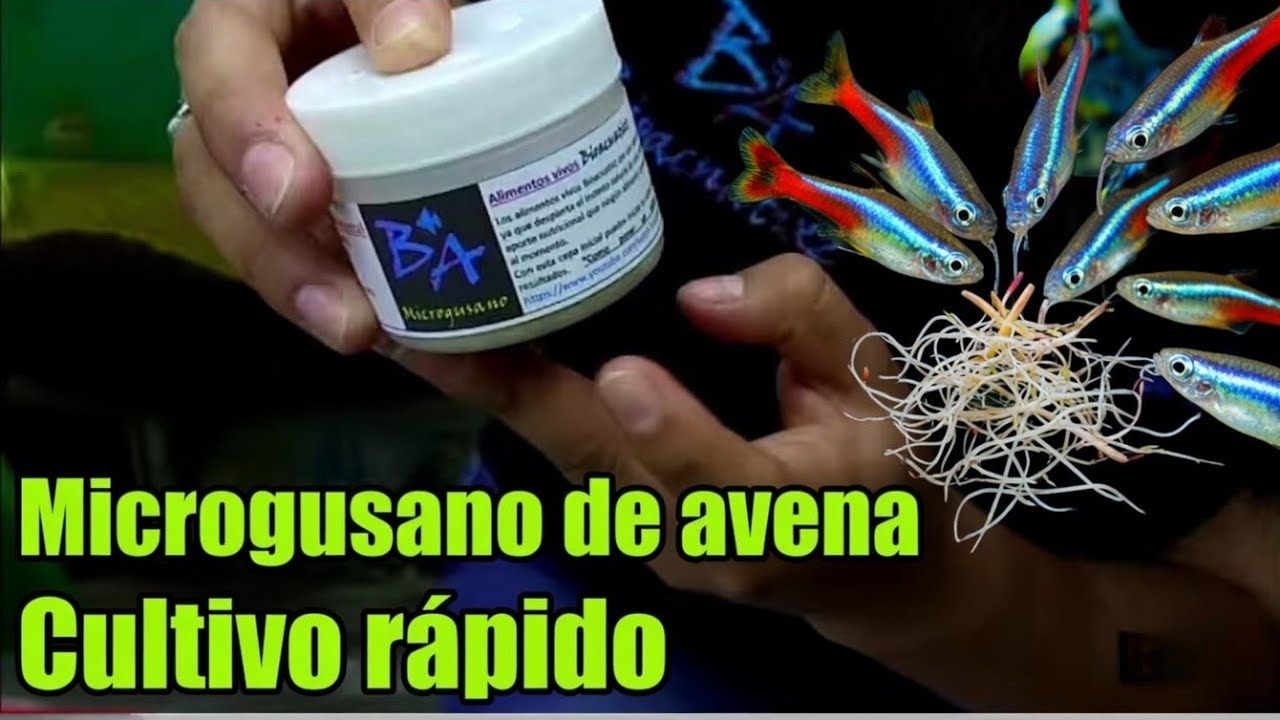 Guía completa, cultivo de microgusano de la avena