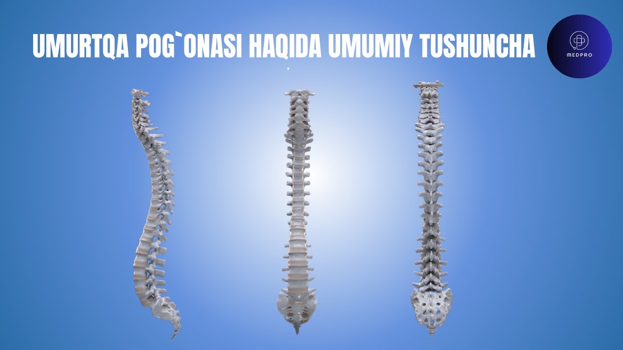 Umurtqa pog`onasi haqida umumiy tushuncha