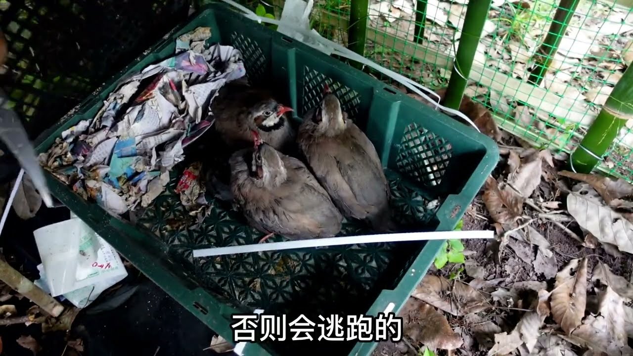 鹧鸪有谁养过吗？放进鹧鸪之家里养，一公二母，等着它们下蛋