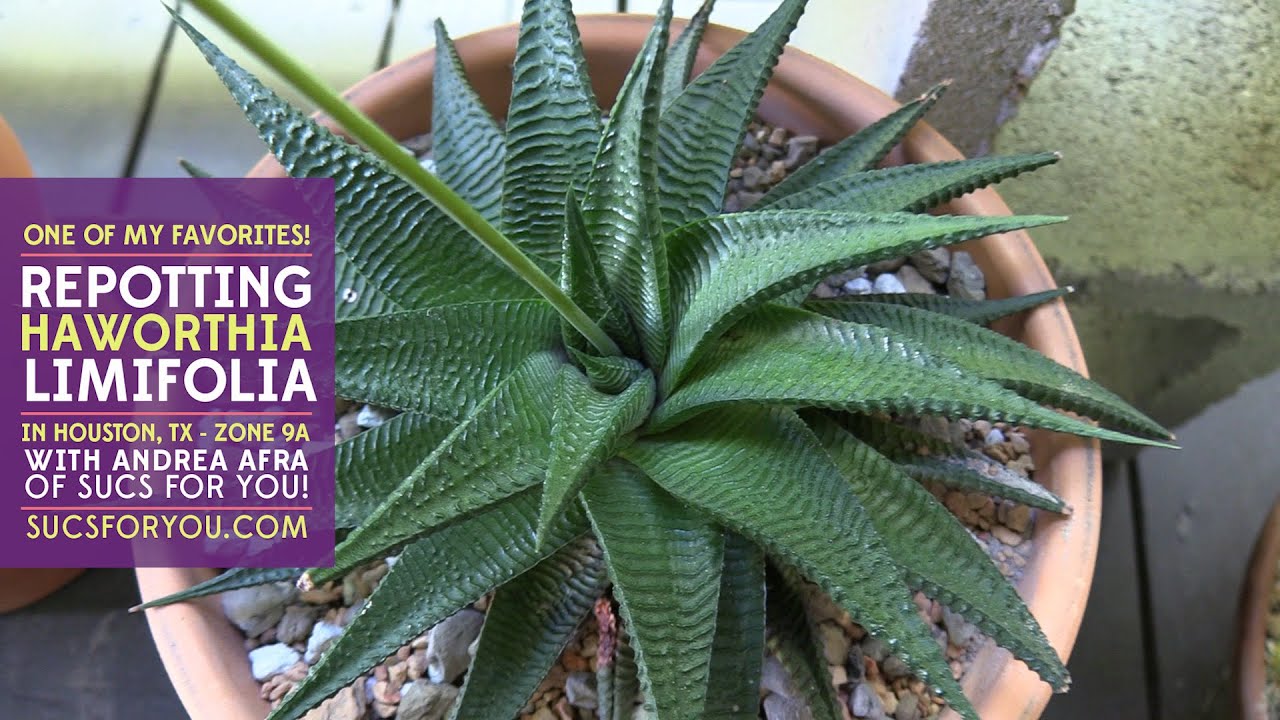 Repotting one of my favorite succulents: Haworthia limifolia 'Fairy's Washboard'