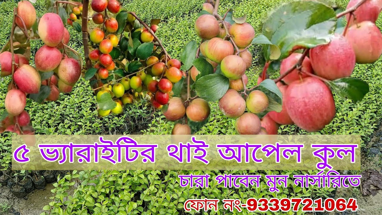 সকল ভ্যারাইটির থাই আপেল কুল চারা পাবেন মুন নার্সারিতে || চারা প্রয়োজন হলে যোগাযোগ করুন -9339721064