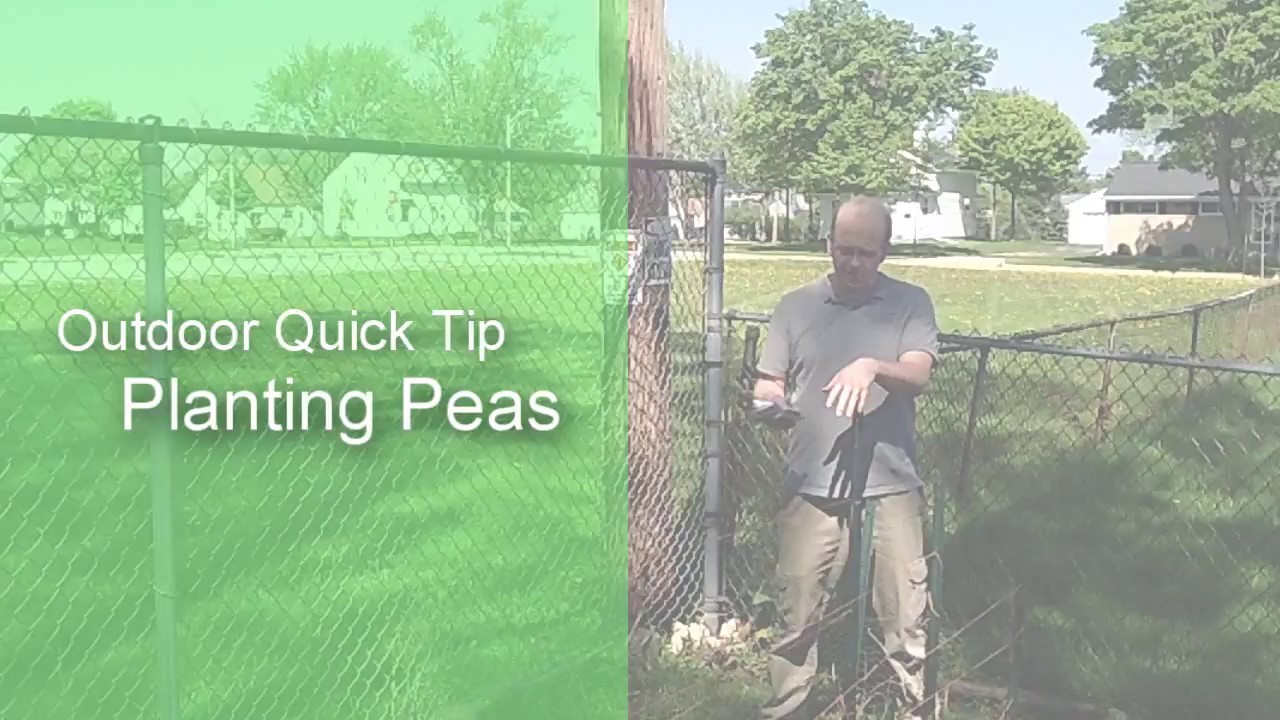 Planting Peas Quick Tip The Wisconsin Vegetable Gardener