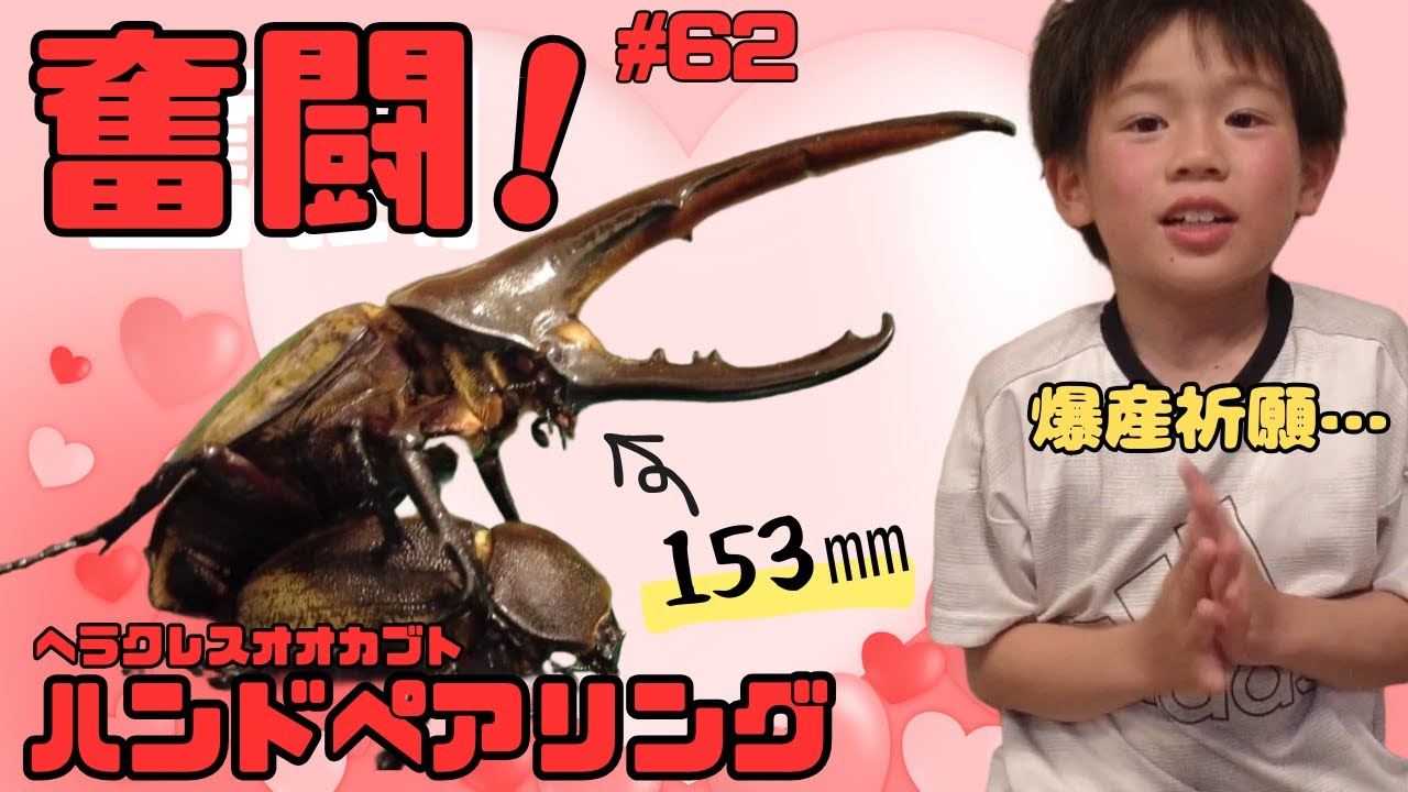 奮闘！153mmヘラクレスオオカブトのハンドペアリング！【ひーちゃんねる62】#ヘラクレスオオカブト#Beetle House79#ハンドペアリング#昆虫飼育#小学生のリアル昆虫飼育日記