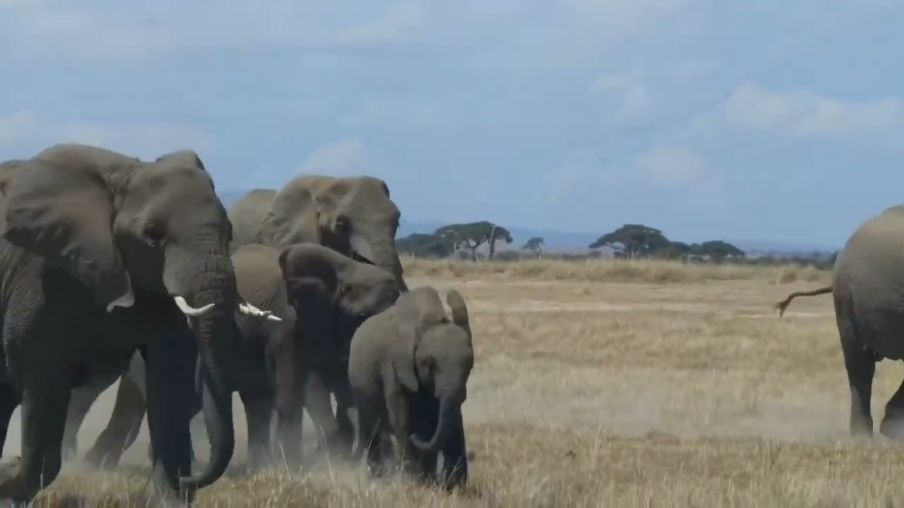 Safari