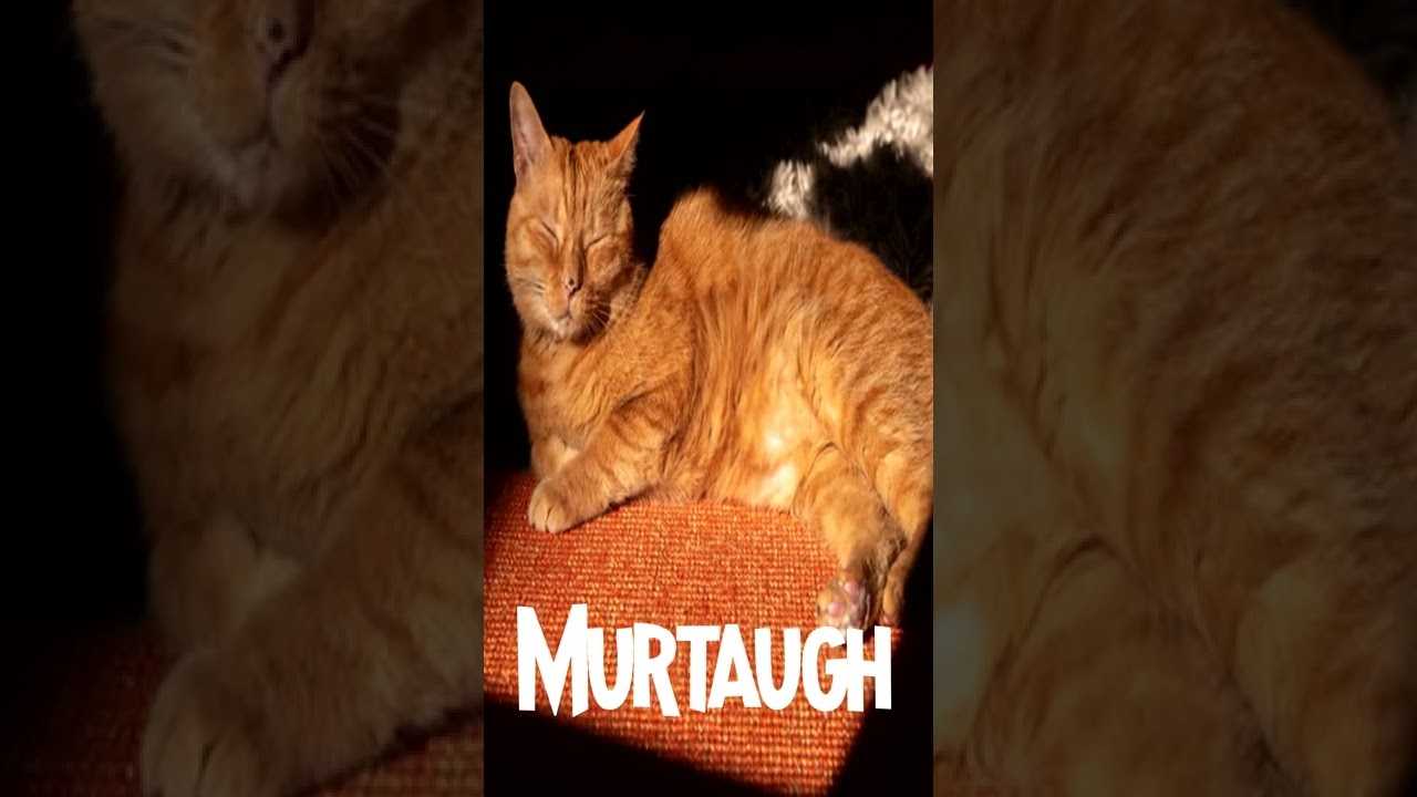 УЛИЧНЫЙ кот, который вдохновил Stray #шорты #stray